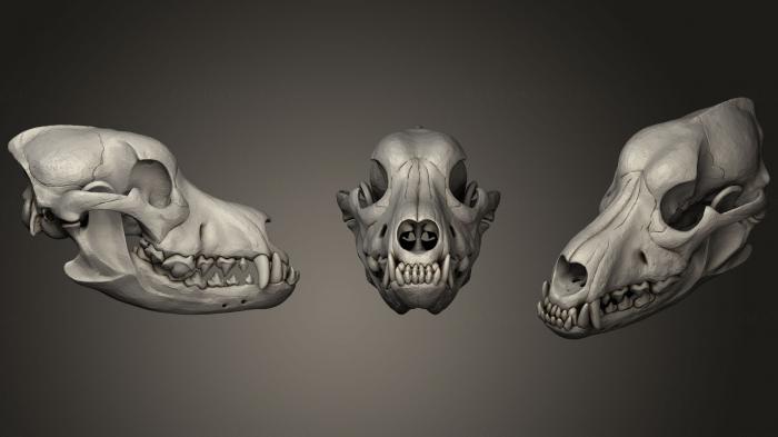 Anatomy of skeletons and skulls (ANTM_0390) 3D model for CNC machine